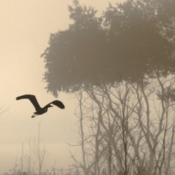 Great Blue Heron on a Foggy Morning